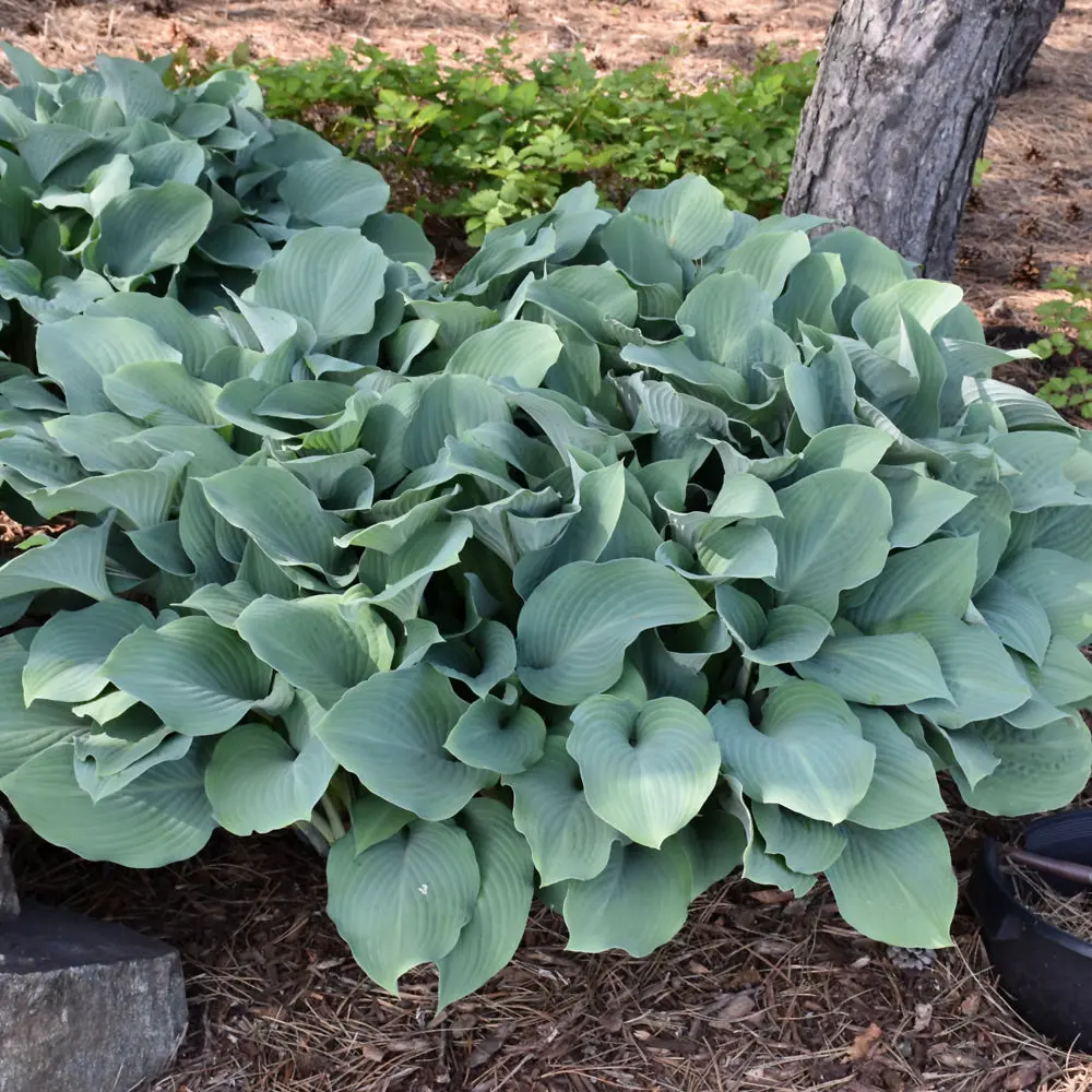 Hosta 'Krossa Regal' 1