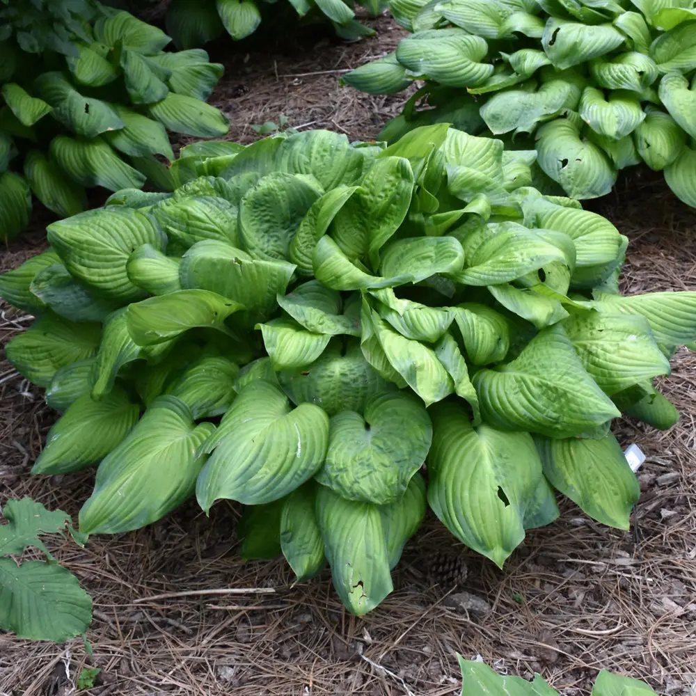Hosta 'Guacamole' 1