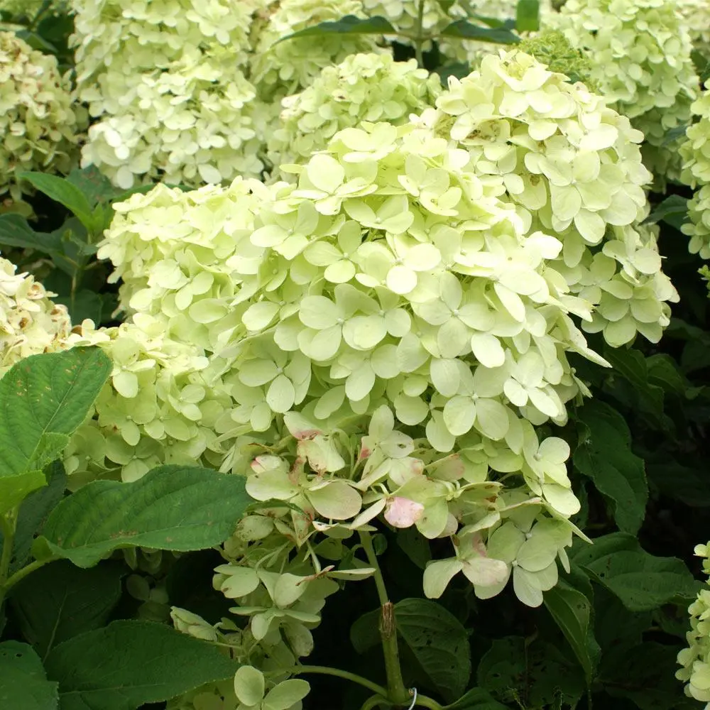 Hydrangea Pan. 'Limelight' (Pw) 1