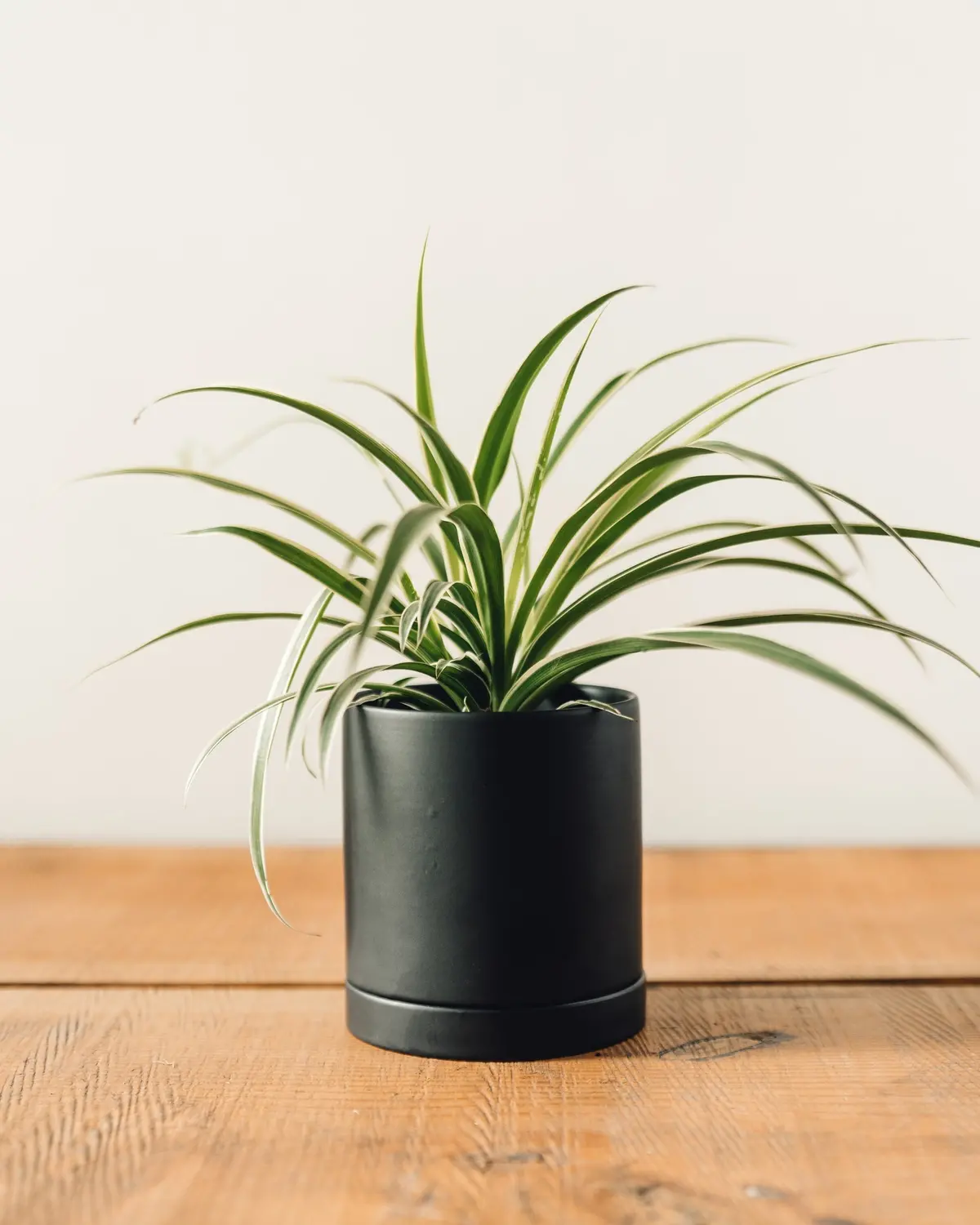 Romey Pot 4", Black 1