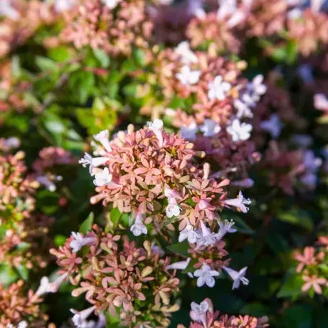 Abelia 'Rose Creek' 1