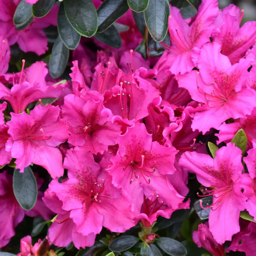 Azalea 'Girard Fuchsia' 1