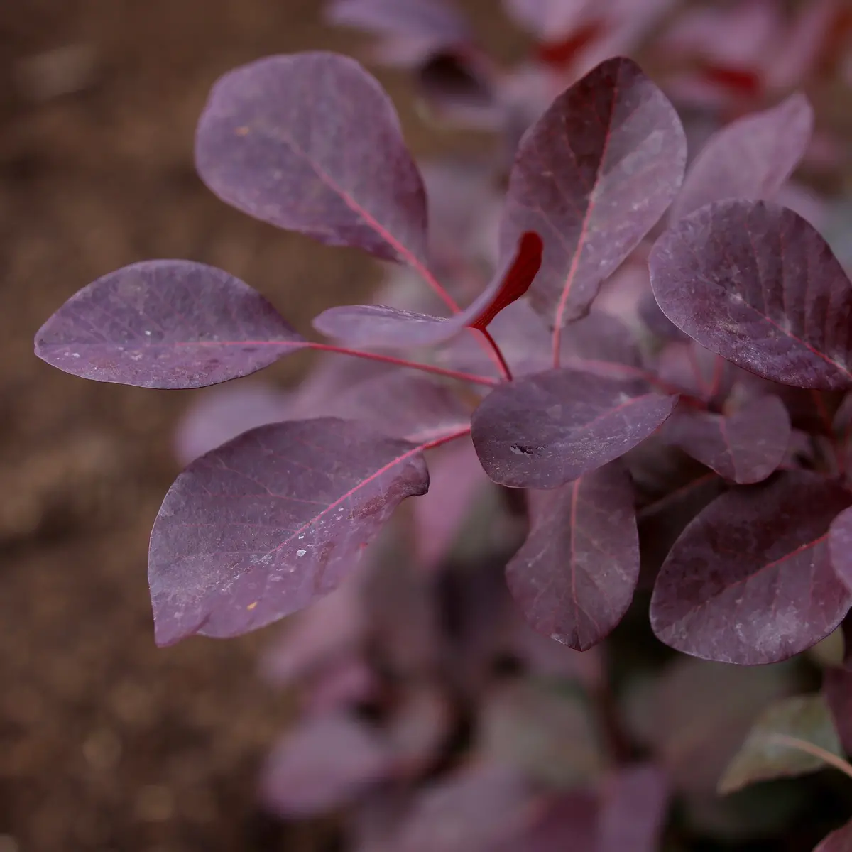 Cotinus 'Winecraft Black' (Pw) 1