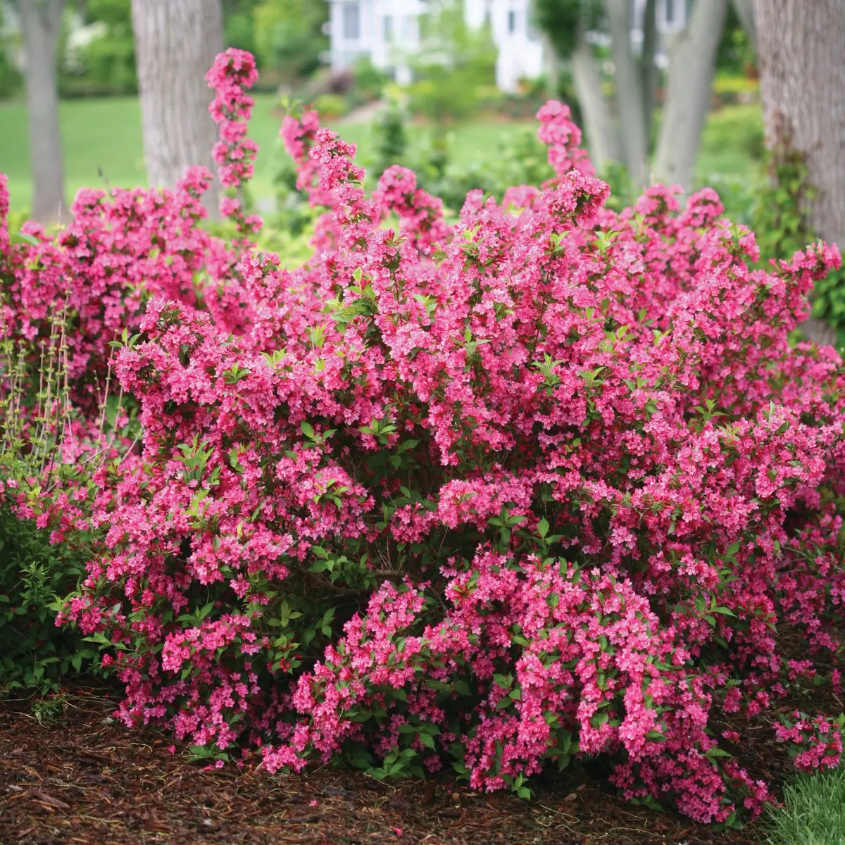 Weigela Sonic Bloom® Pink (Pw) 1