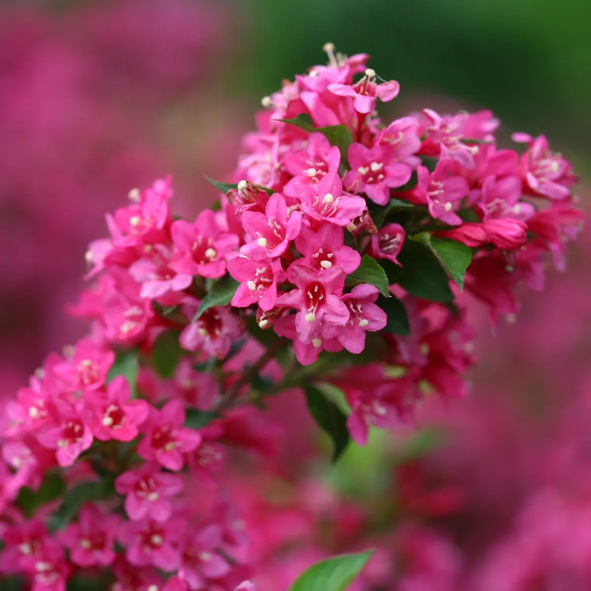 Weigela Sonic Bloom® Pink (Pw) 2