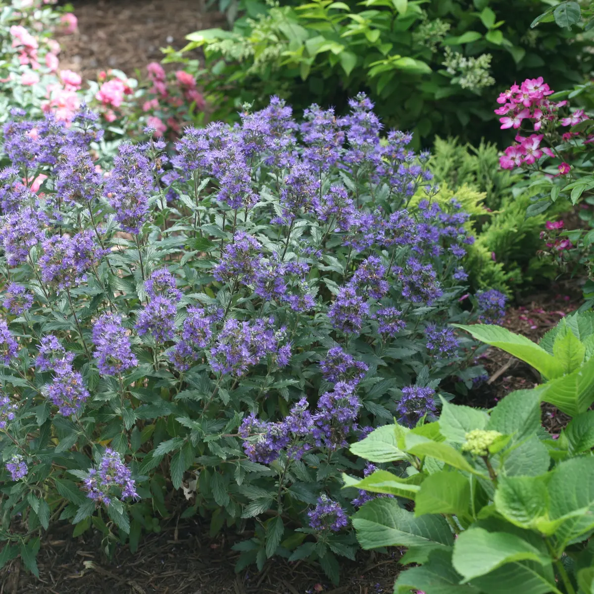 Caryopteris 'Beyond Midnight' (Pw) 1