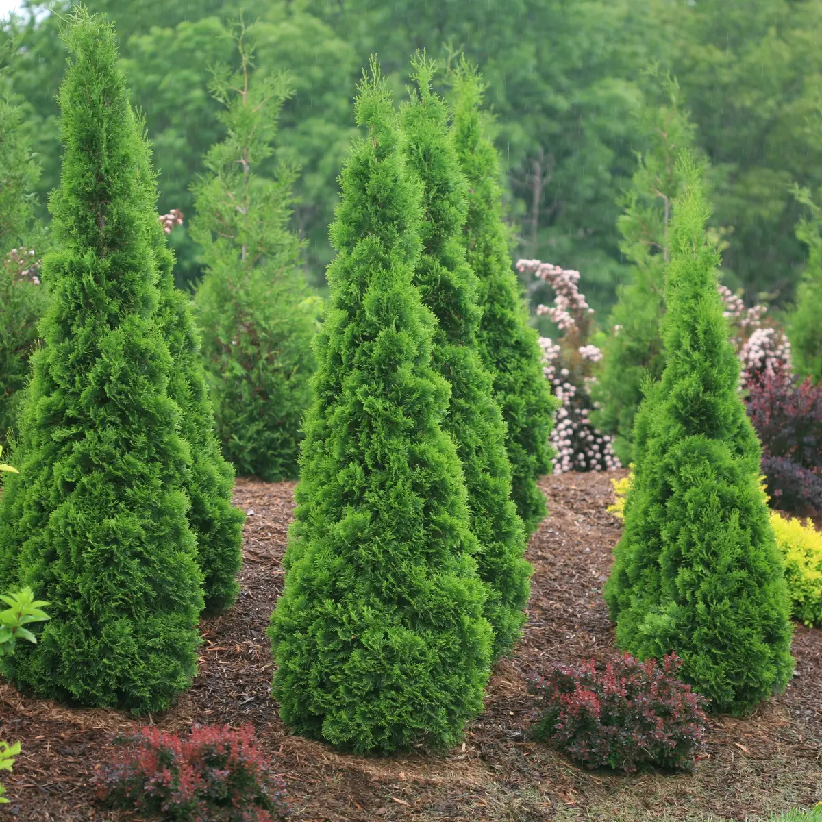 Thuja Occ. North Pole® (Pw) 1
