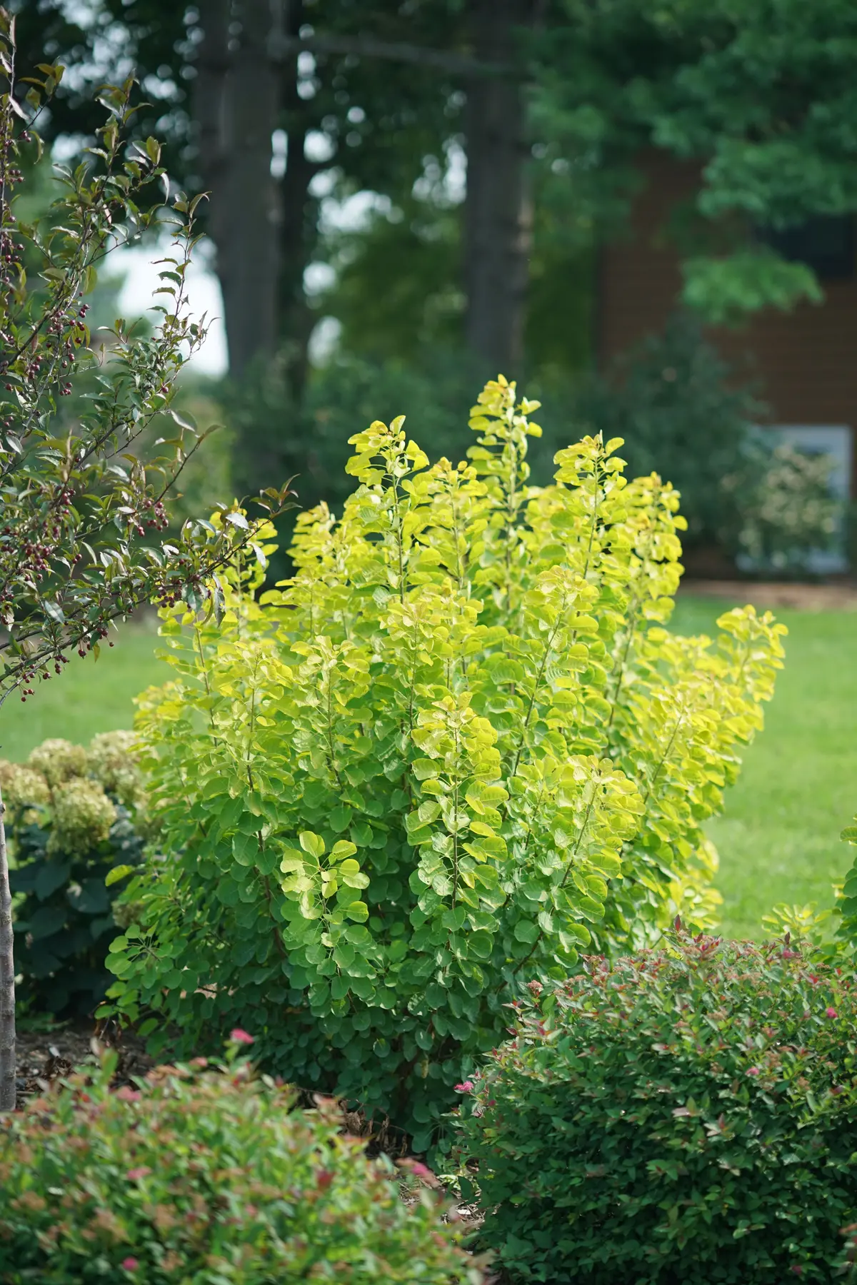 Cotinus Winecraft Gold® (Pw) 1