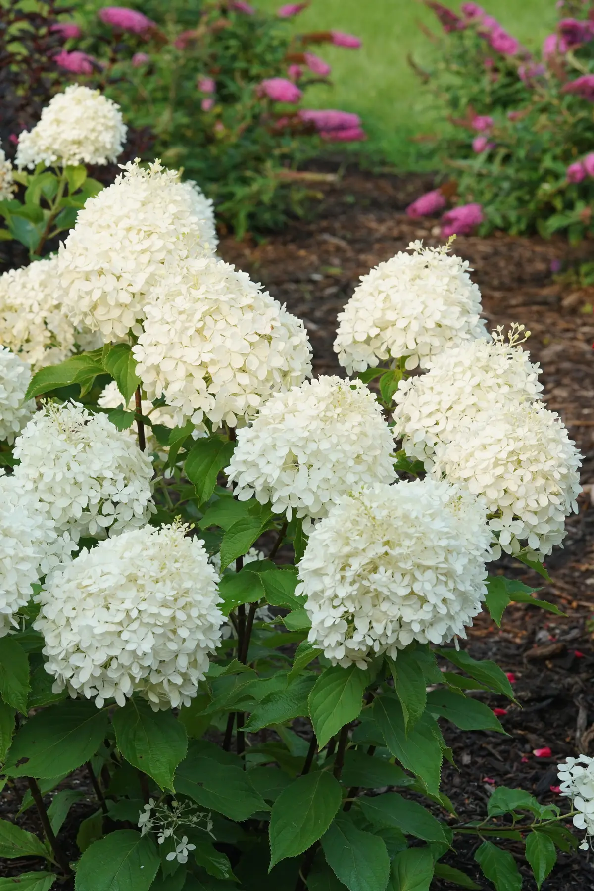 Hydrangea Pan. Puffer Fish® (Pw) 1
