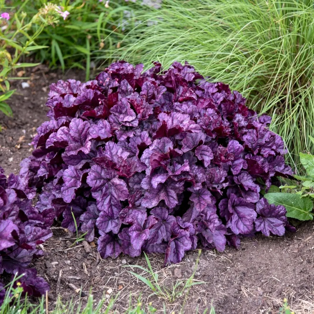 Heuchera 'Wildberry' (Pw) 1