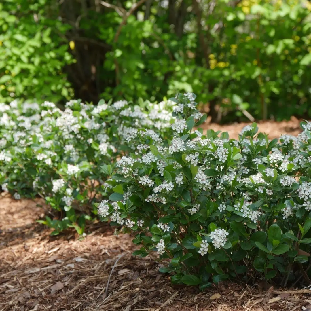 Aronia Mel. 'Low Scape Mound' (Pw) 1