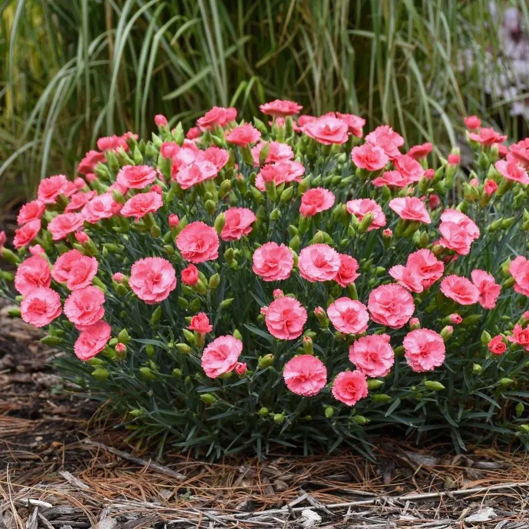 Dianthus 'Classic Coral' (Pw) 1