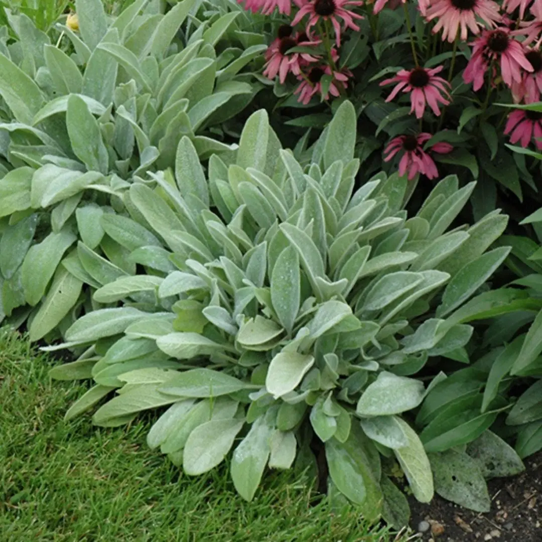 Stachys 'Fuzzy Wuzzy' 1