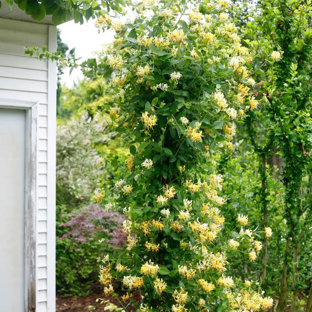 Vine - Lonicera 'Scentsation' (Pw) 1