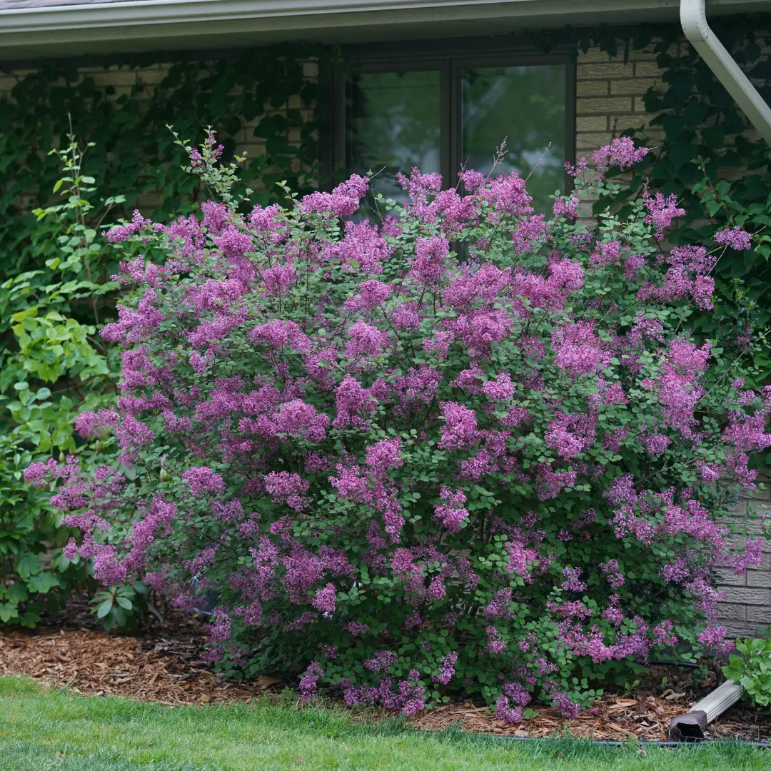 Syringa Bloomerang® Dark Purple (Pw) 1