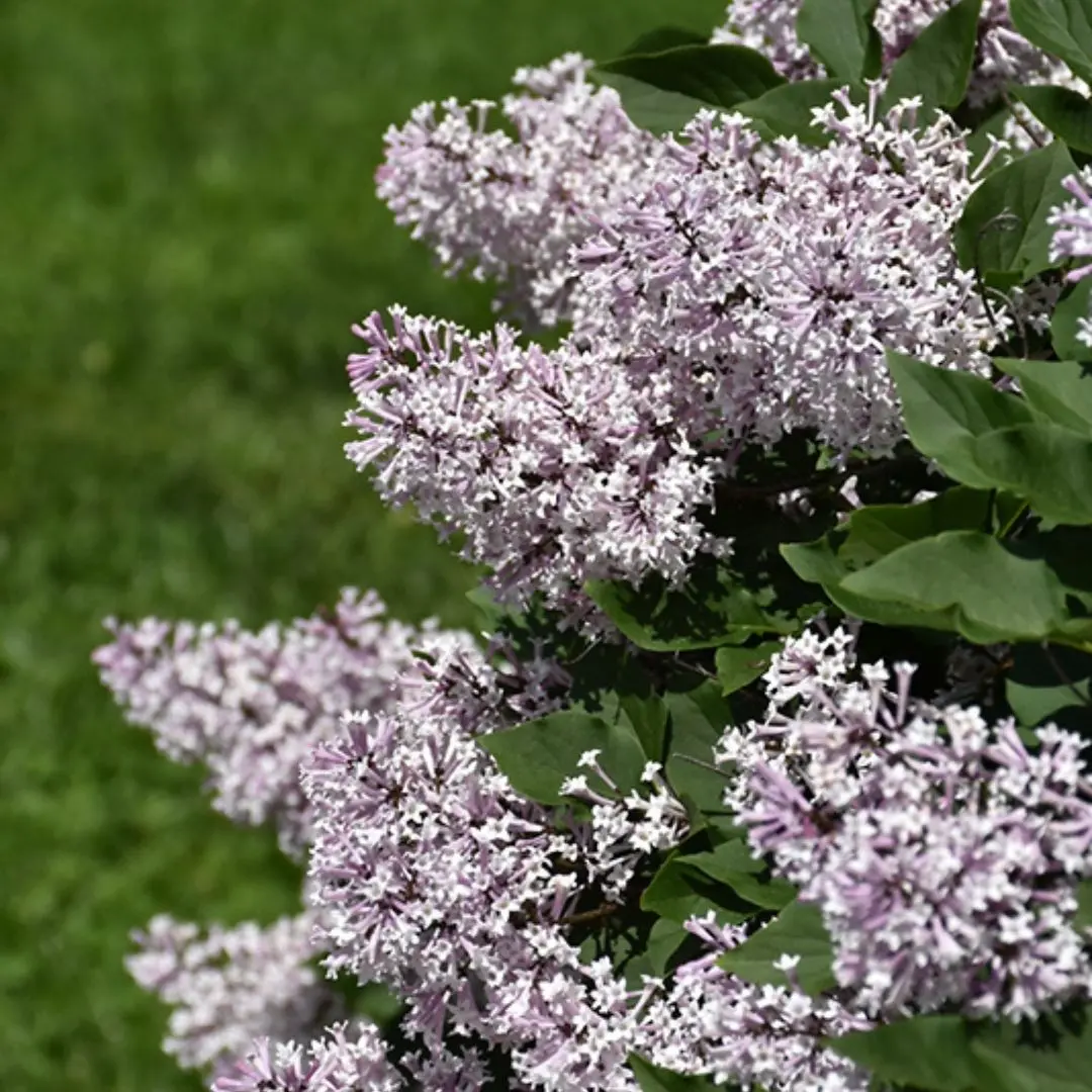 Syringa 'Miss Kim' 1