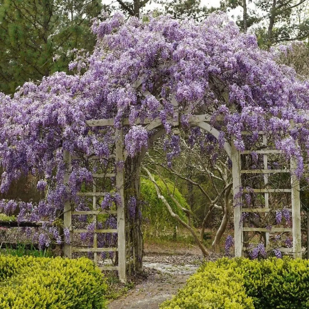 Vine - Wisteria 'Amethyst Falls' - American Wisteria 1