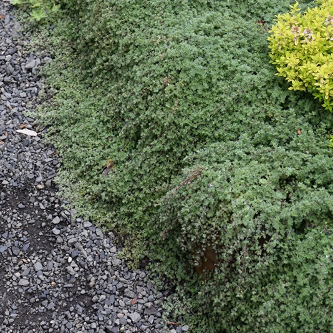 Thymus Lanug. - Wooly Mother 1