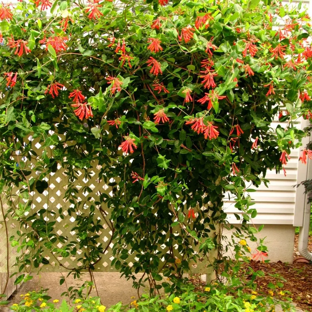 Vine - Lonicera Semp. 'Alabama Crimson' 1