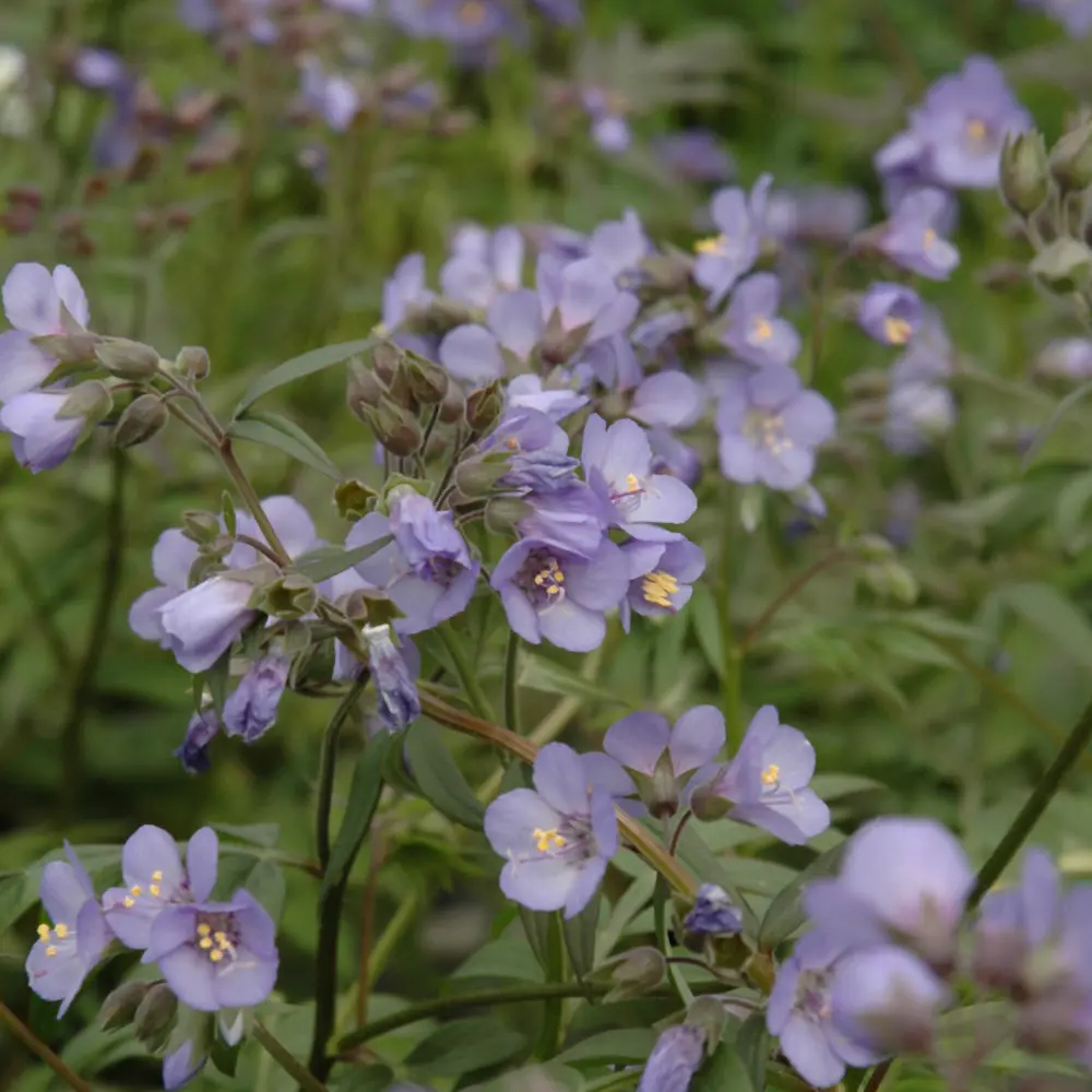 Polemonium 'Heaven Scent' (Pw) 1