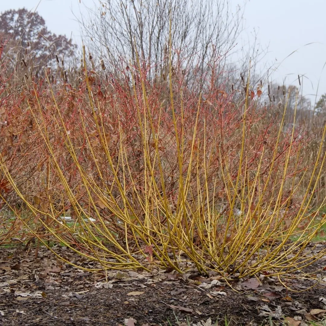 Cornus Ser. 'Arctic Fire Yellow' (Pw) 1