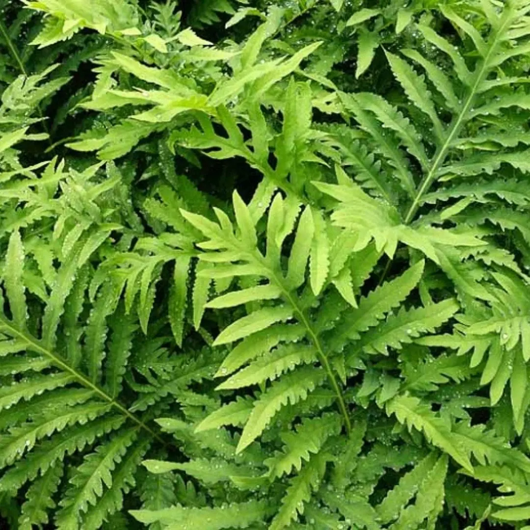 Fern Onoclea Sensibilis (Sensitive Fern) *Tb* 1