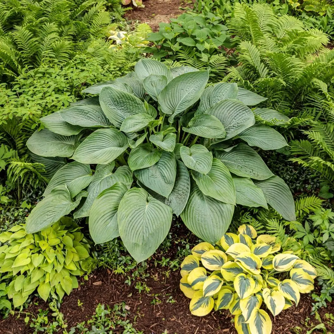 Hosta 'Empress Wu' (Pw) 1