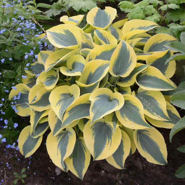 Hosta 'Autumn Frost' (Pw) 1