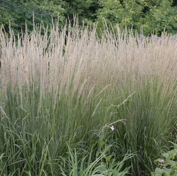 Grass - Calamagrostis 'Karl Foerster' - Feather Reed 1