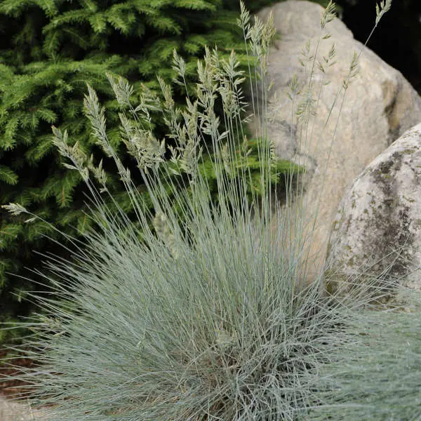 Grass - Festuca 'Elijah Blue' 1