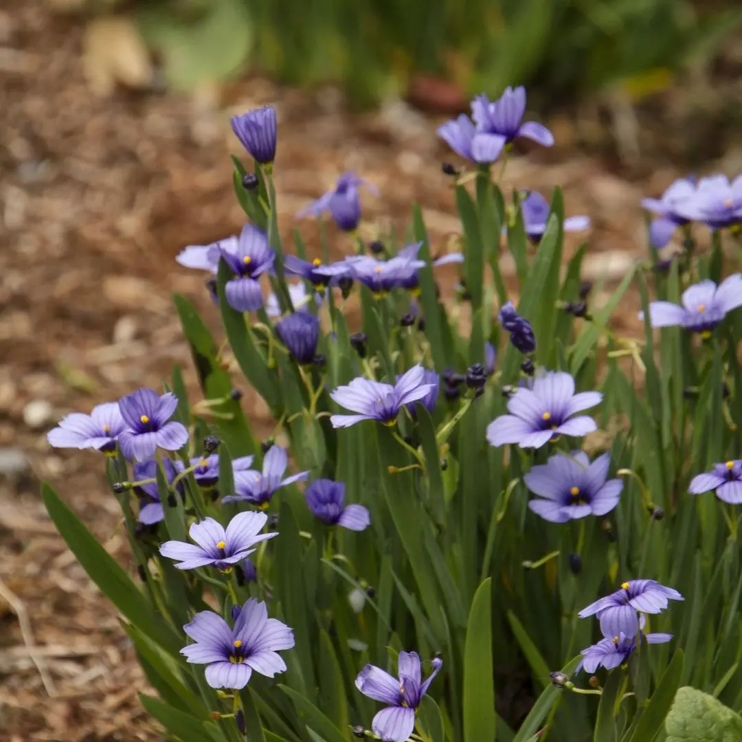 Sisyrinchium 'Lucerne' 1