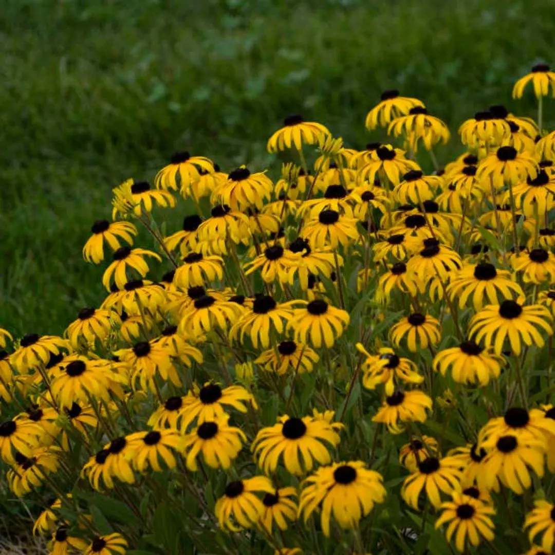 Rudbeckia 'American Gold Rush' 1
