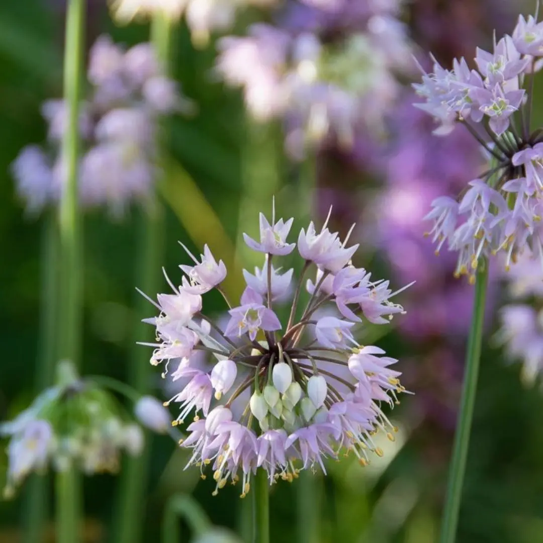 Allium Cernuum (Nodding Onion) *Tb* 1