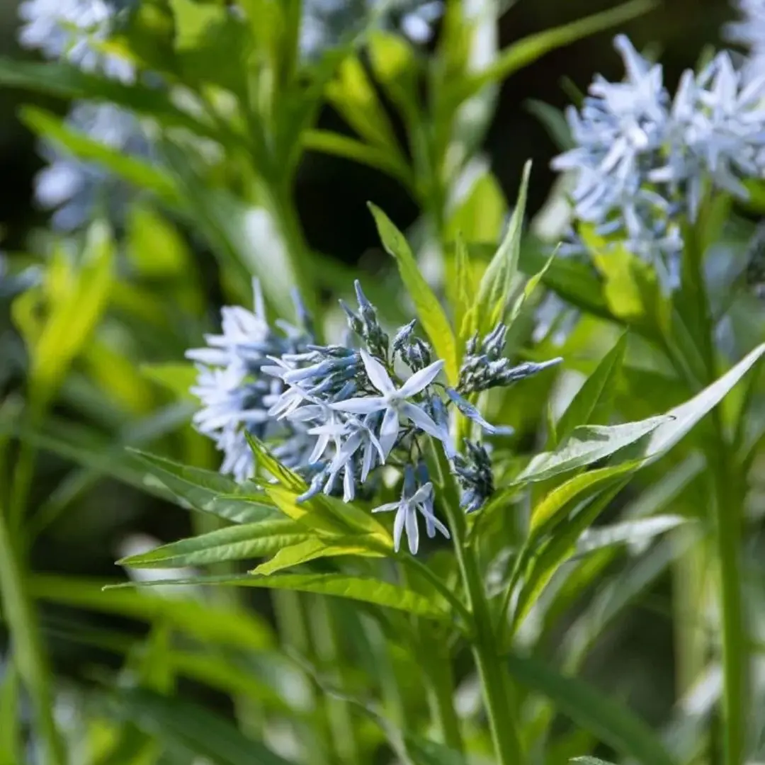 Amsonia Hubrichtii (Threadleaf Blue Star) *Tb* 1