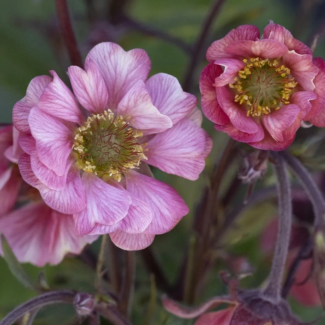 Geum Tempo™ 'Rose' 1