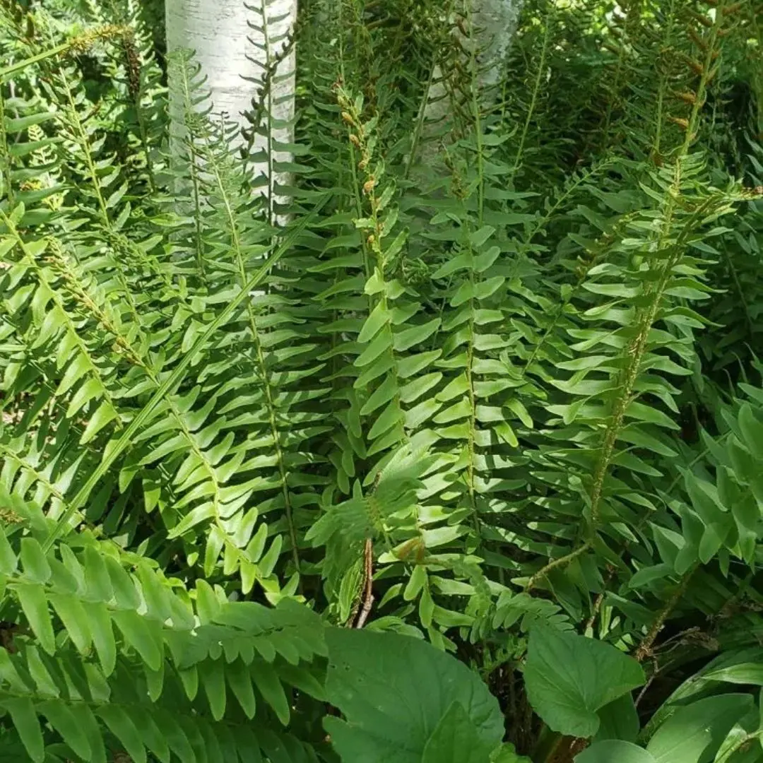 Fern Polystichum Acrostichoides (Christmas Fern) *Tb* 1