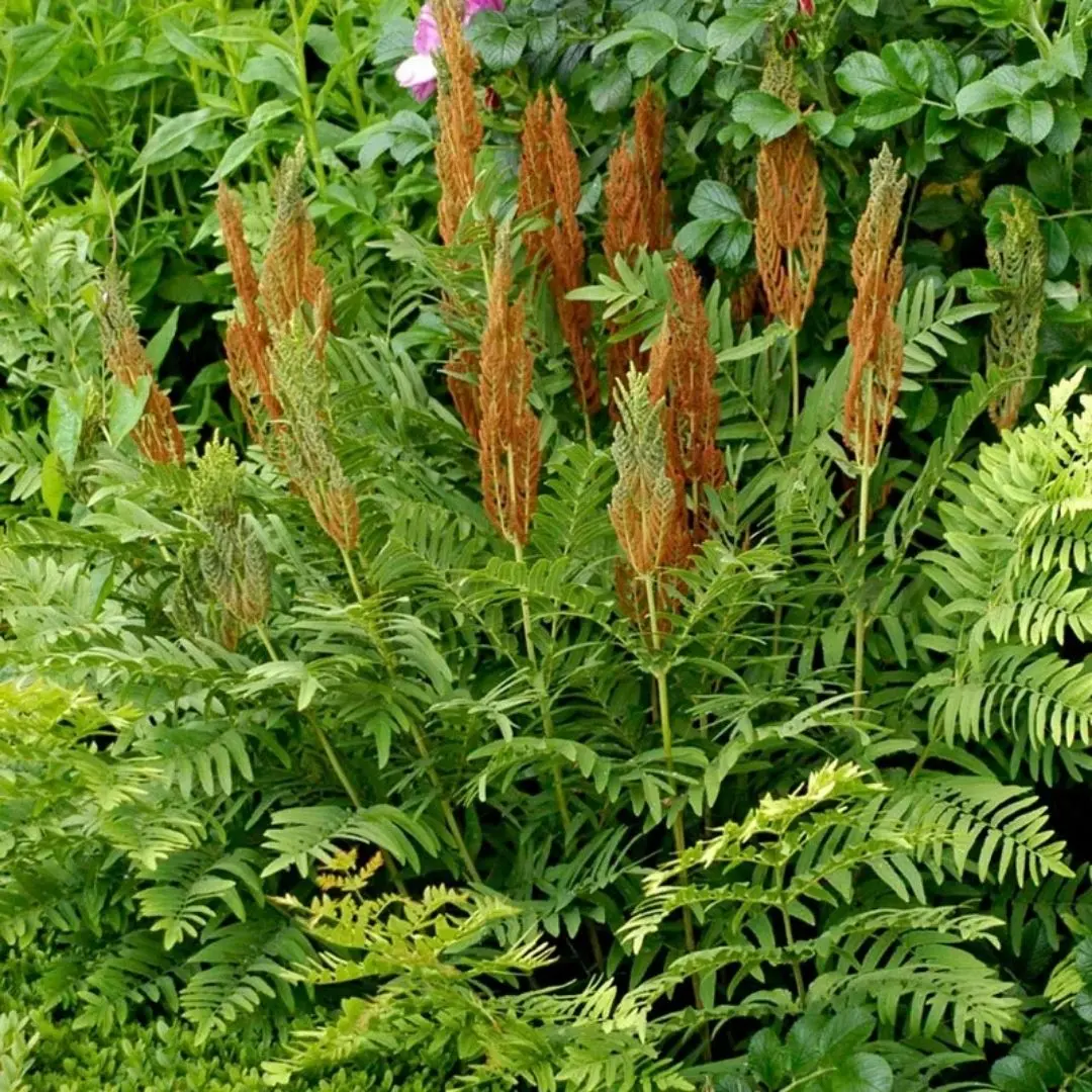 Fern Osmunda Cinnamomea (Cinnamon Fern) *Tb* 1