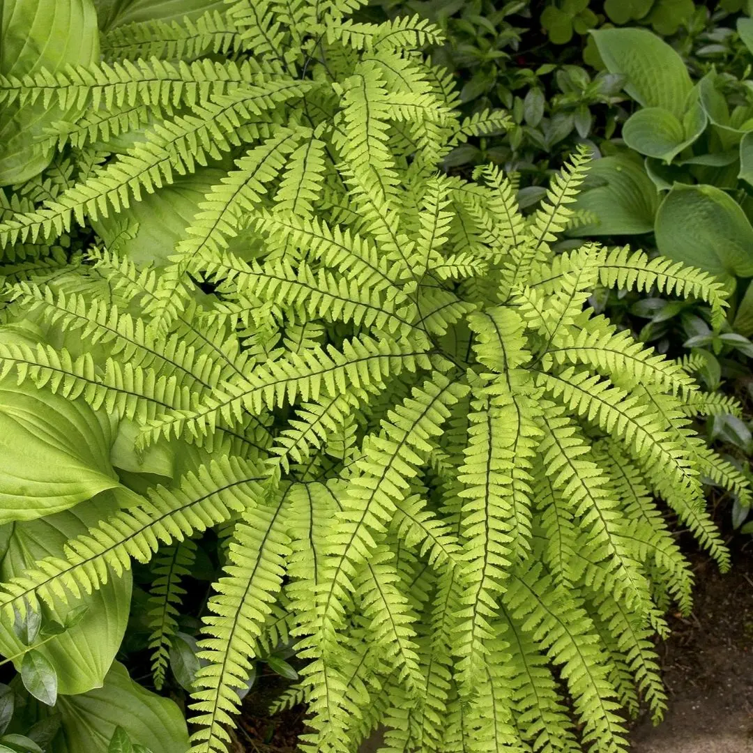 Fern Adiantum Pedatum (Maidenhair Fern) *Tb* 1
