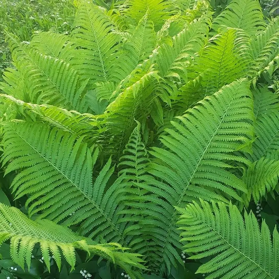 Fern Matteuccia Struthiopteris (Ostrich Fern) *Tb* 1
