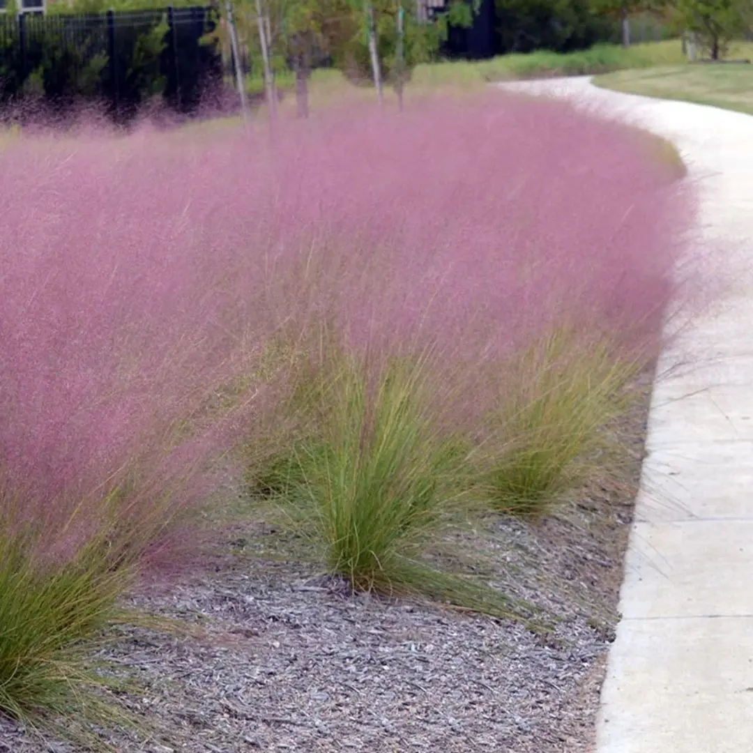 Grass - Muhlenbergia Capillaris (Pink Muhly) *Tb* 1