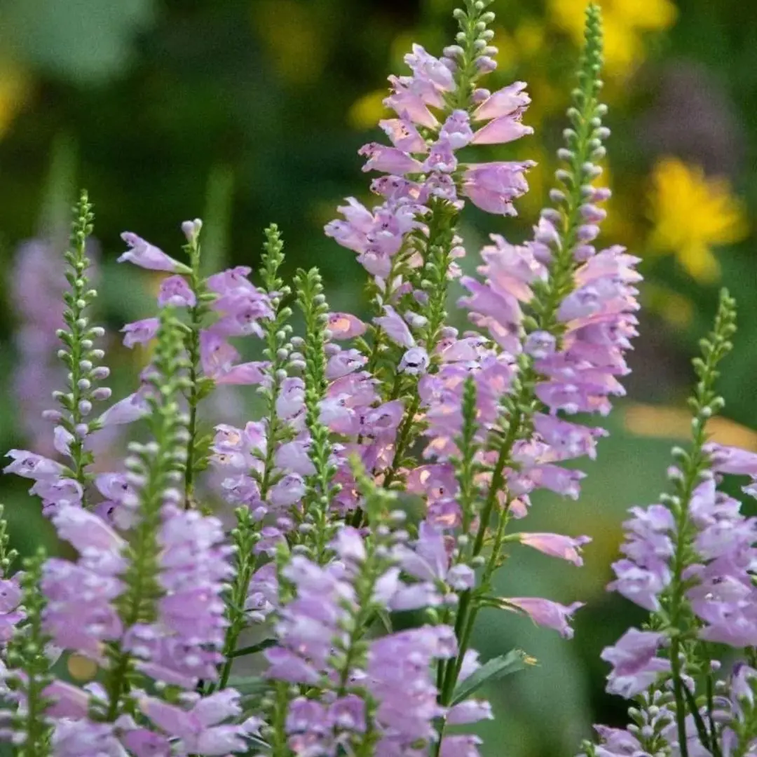 Physostegia Virginiana (Obedient Plant) *Tb* 1