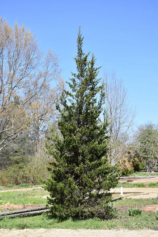 Juniperus Virginiana (Eastern Red Cedar) *Tb* 1