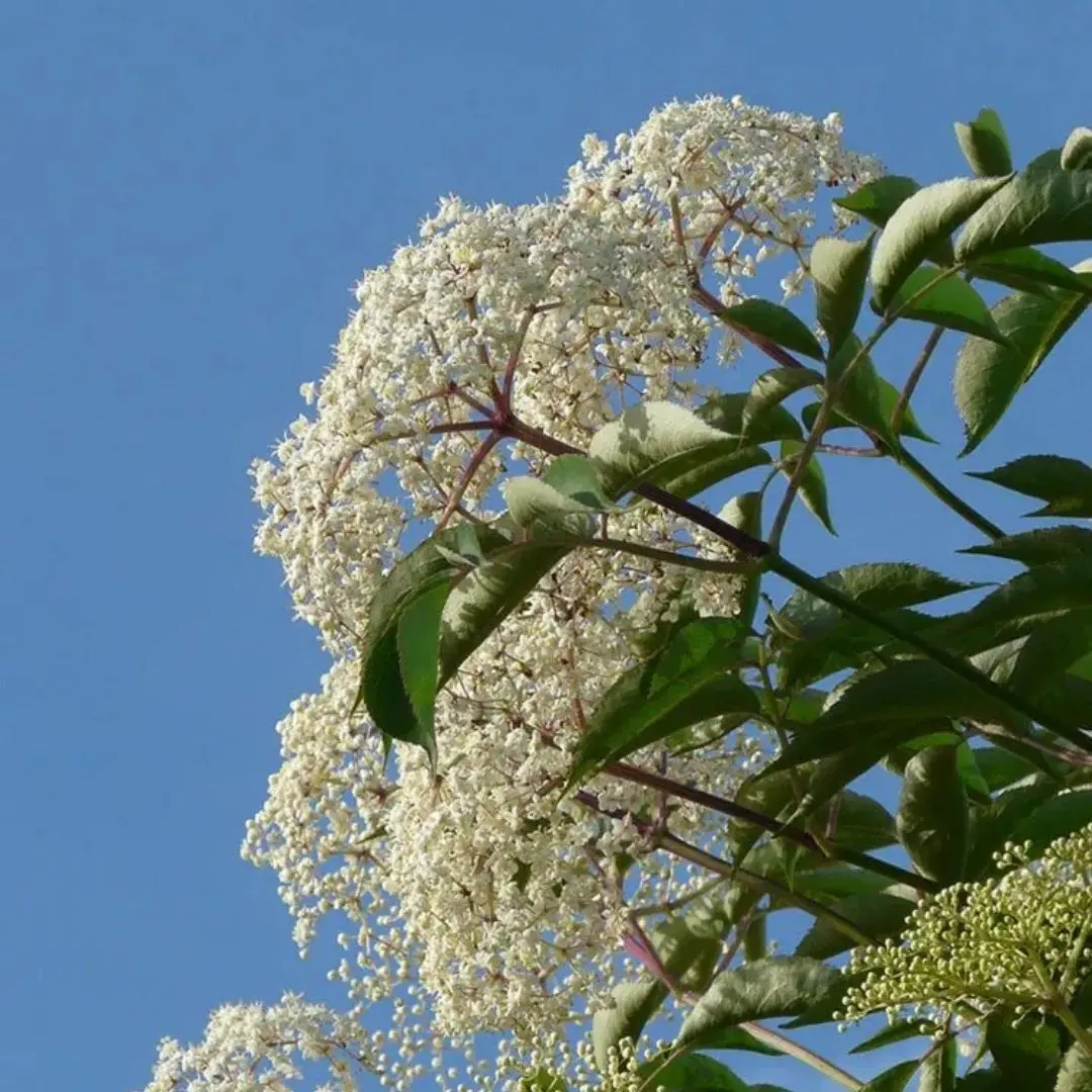 Sambucus Canandensis (Common Elderberry) *Tb* 1