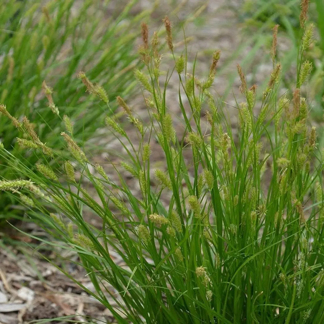 Grass - Carex Cherokeensis (Cherokee Sedge) *Tb* 1