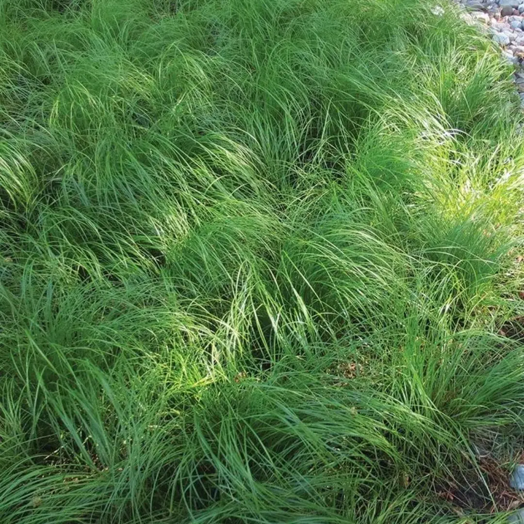 Grass - Carex Pensylvanica (Oak Sedge) *Tb* 1