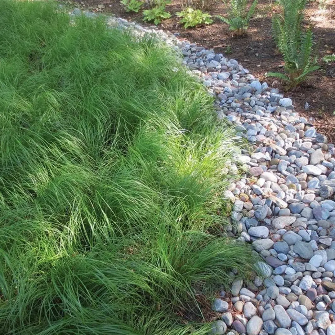 Grass - Carex Pensylvanica (Oak Sedge) *Tb* 2
