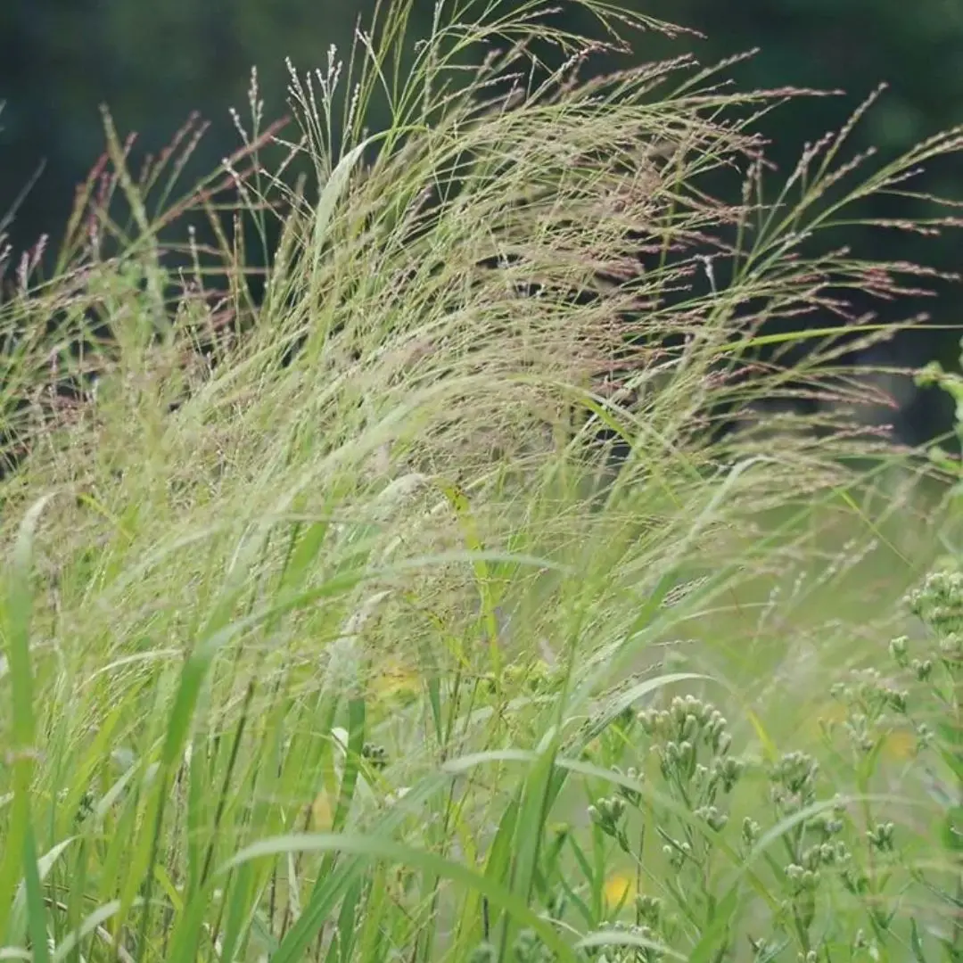 Grass - Panicum Virgatum (Switch Grass) *Tb* 1