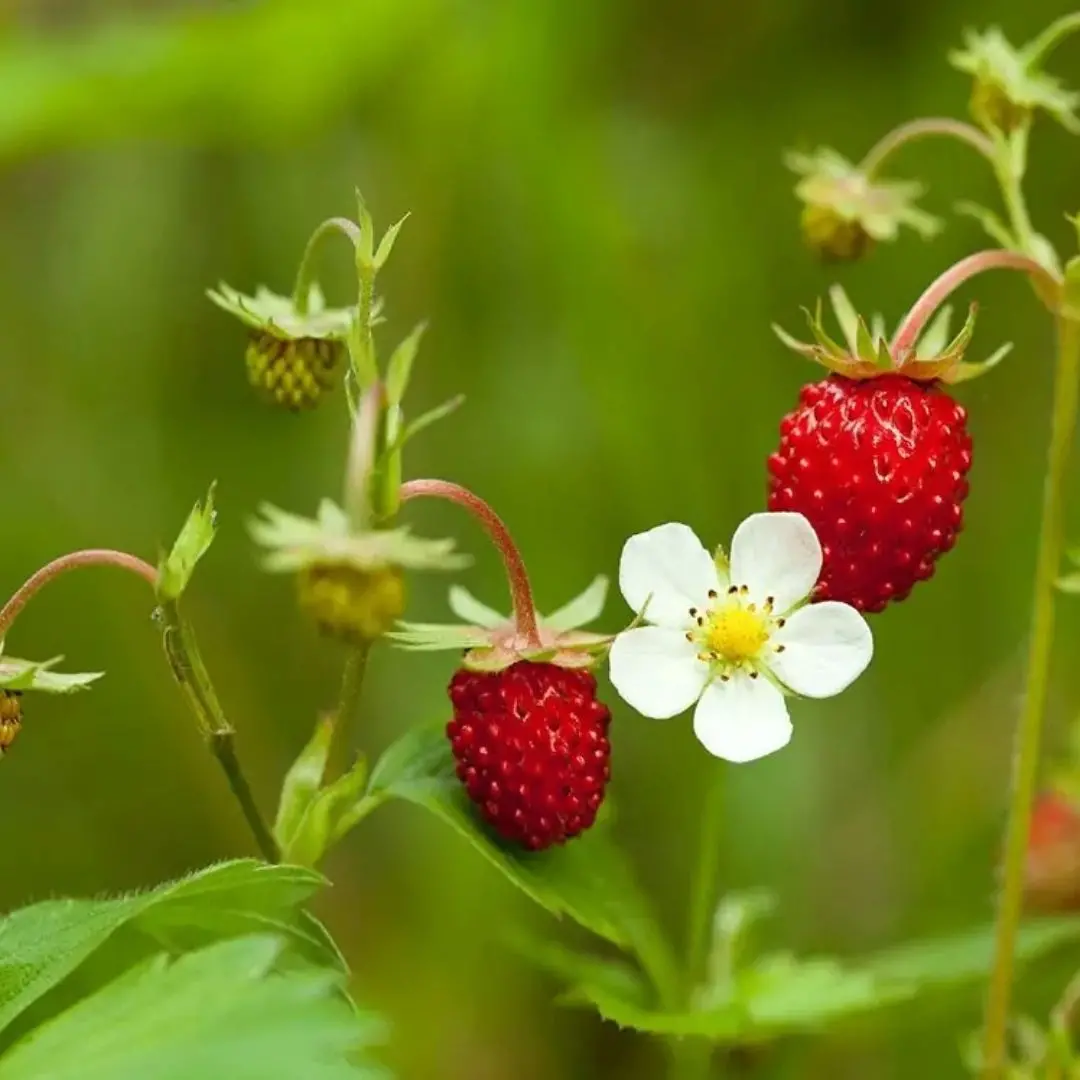 Fragaria Virginiana (Wild Strawberry) *Tb* 1