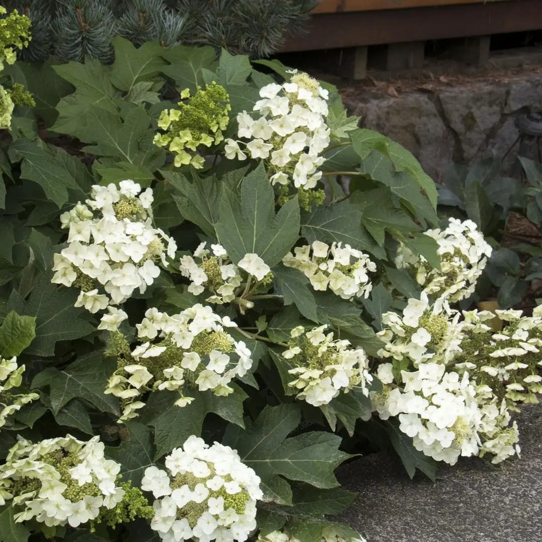 Hydrangea Quer. 'Munchkin' 1