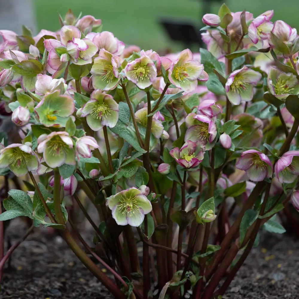 Helleborus Frostkiss® Glenda's Gloss® #1.5C 1